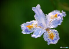 胡蝶花