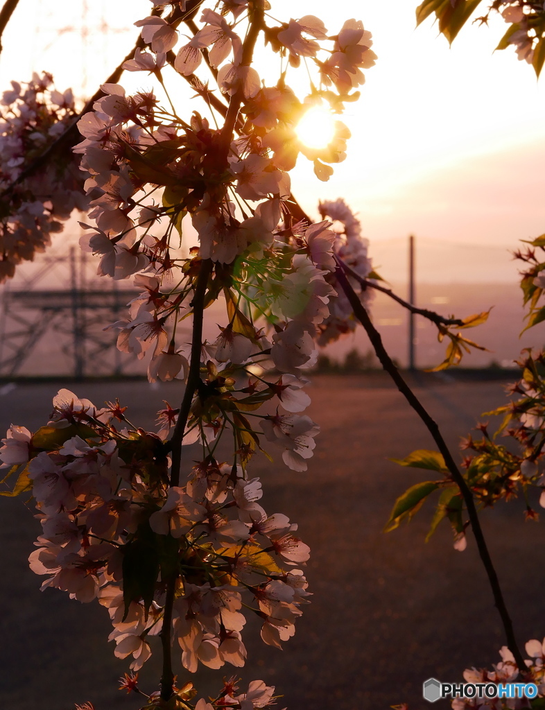 名残の桜
