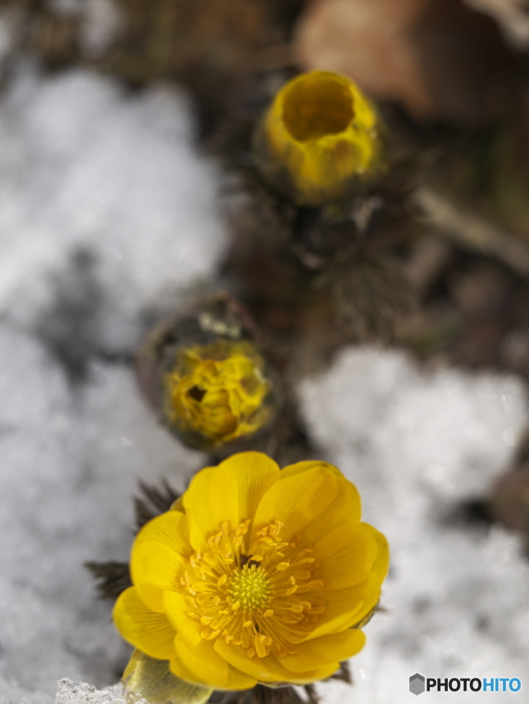 待ち望んだ花
