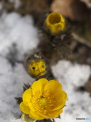 待ち望んだ花