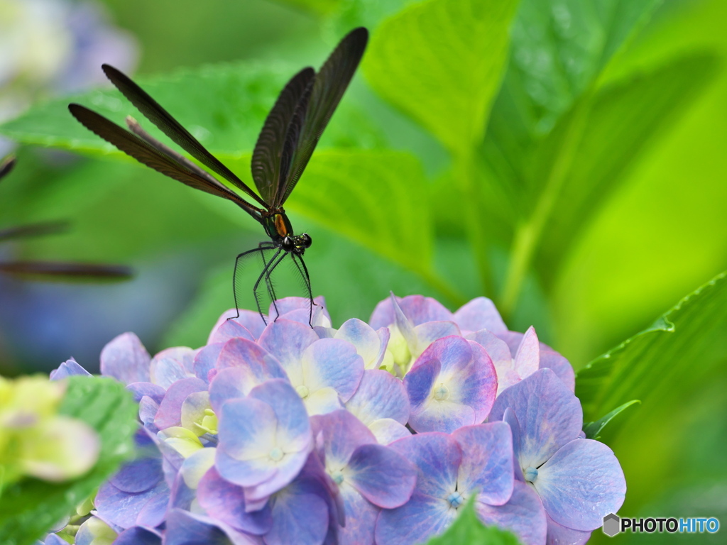 紫陽花と羽黒蜻蛉 ①