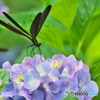 紫陽花と羽黒蜻蛉 ①