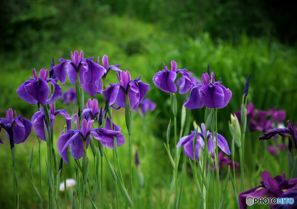 花菖蒲