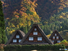 錦秋の白川郷