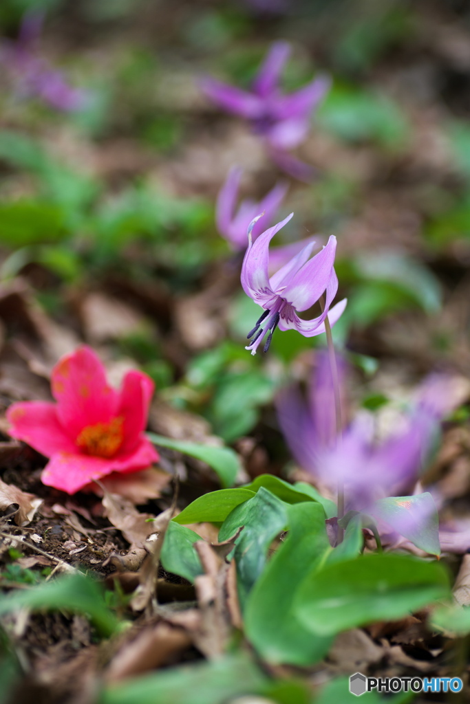 Spring ephemeral ③