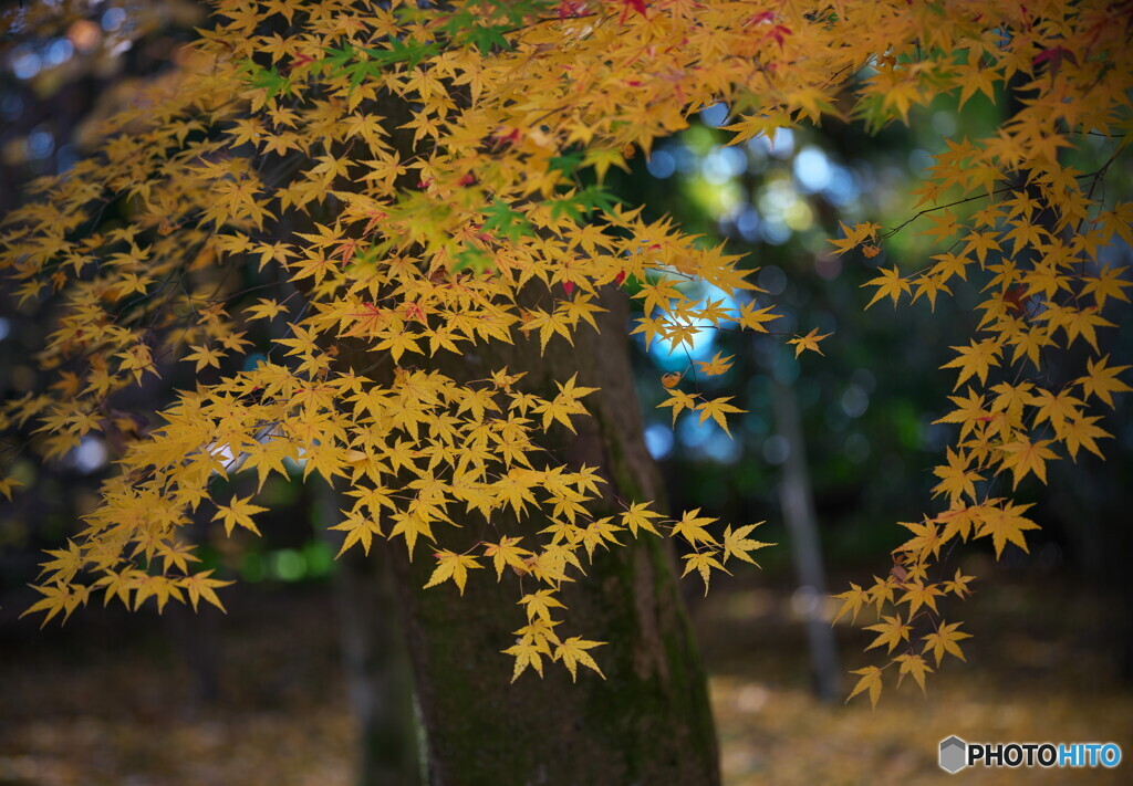 晩秋の彩 ②