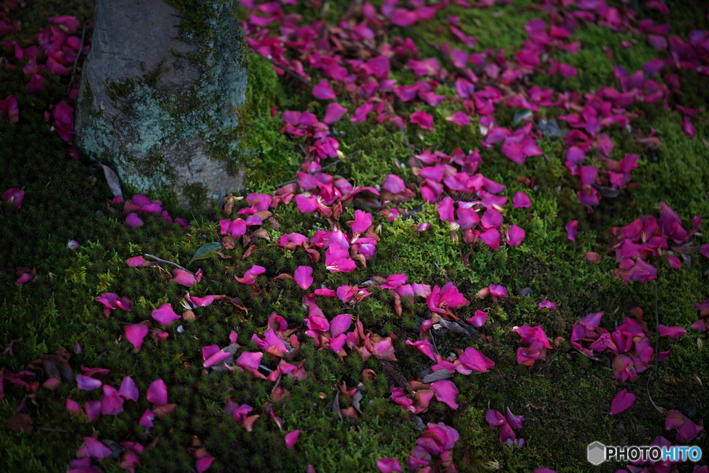 華やかに散る