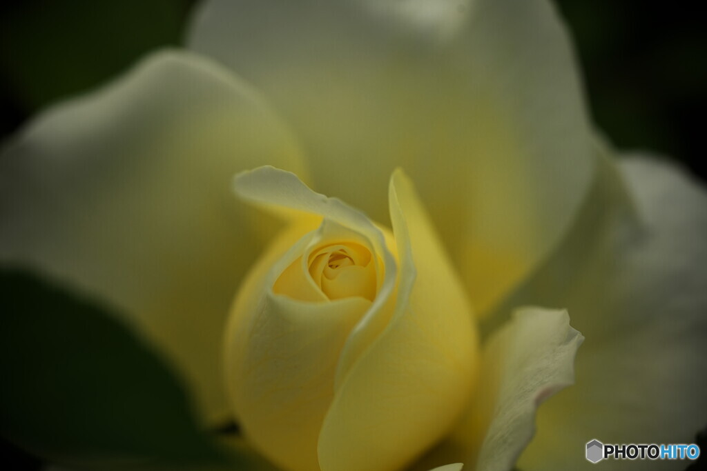 季節のお華②　春薔薇