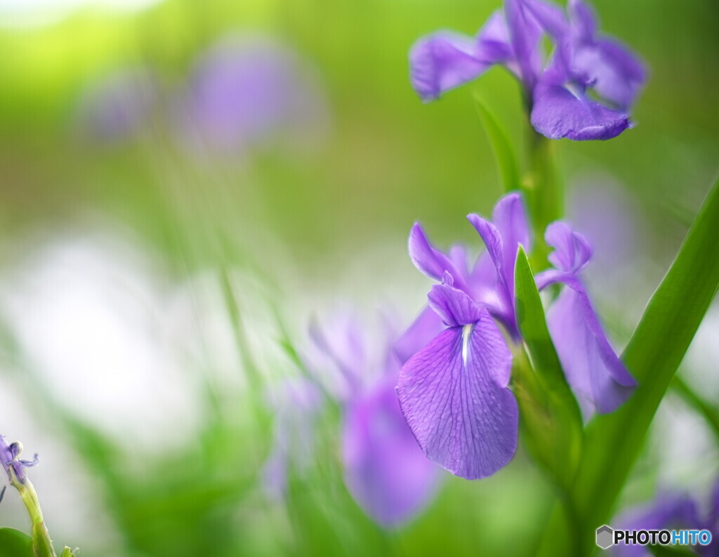 季節のお華 ①　カキツバタ