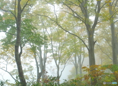 霧にむせぶ林