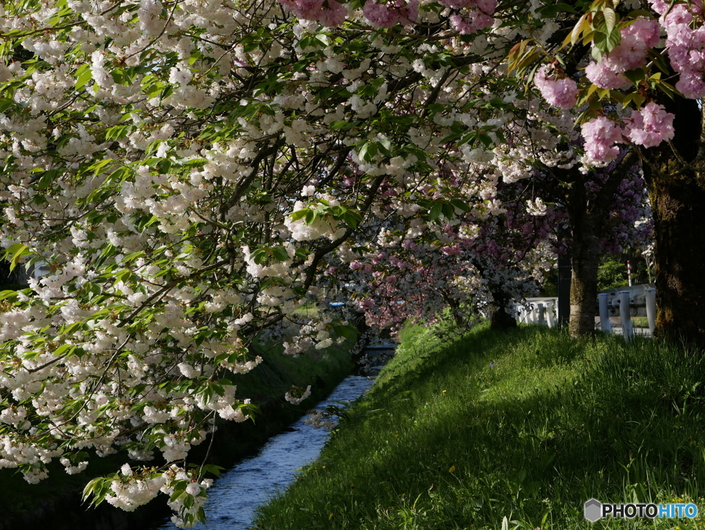 堤の桜