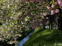 堤の桜