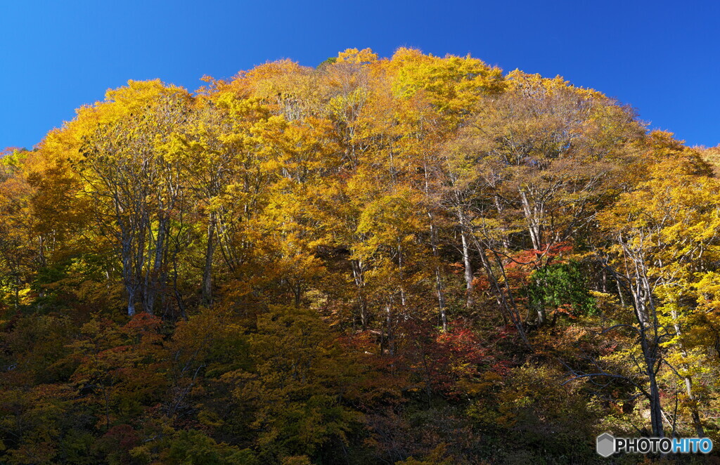 黄葉の有峰