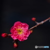 紅梅簪