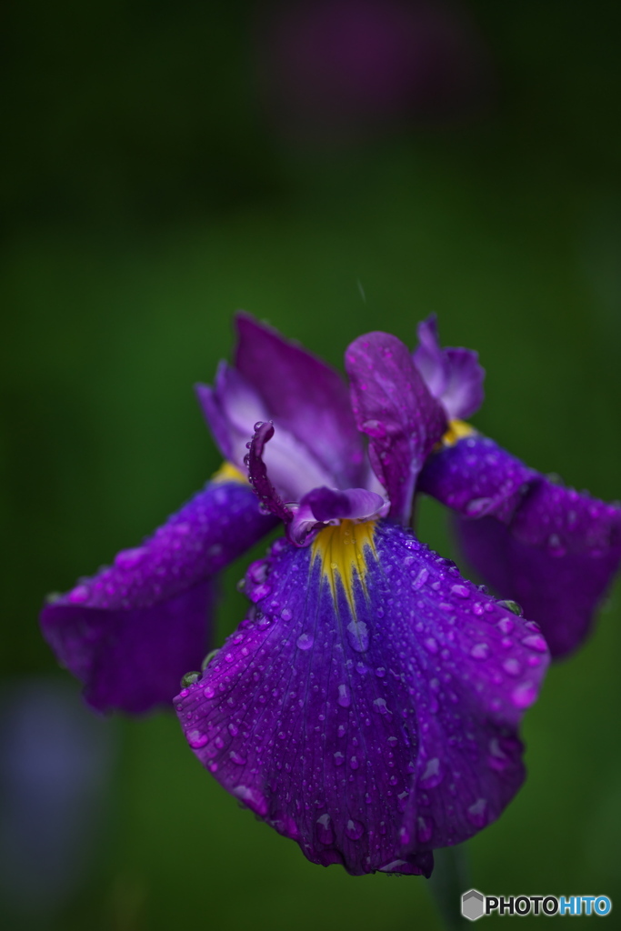 雨 ジスト ②