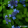 青花火