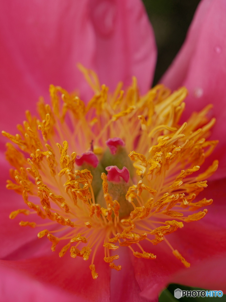 芍薬 ③