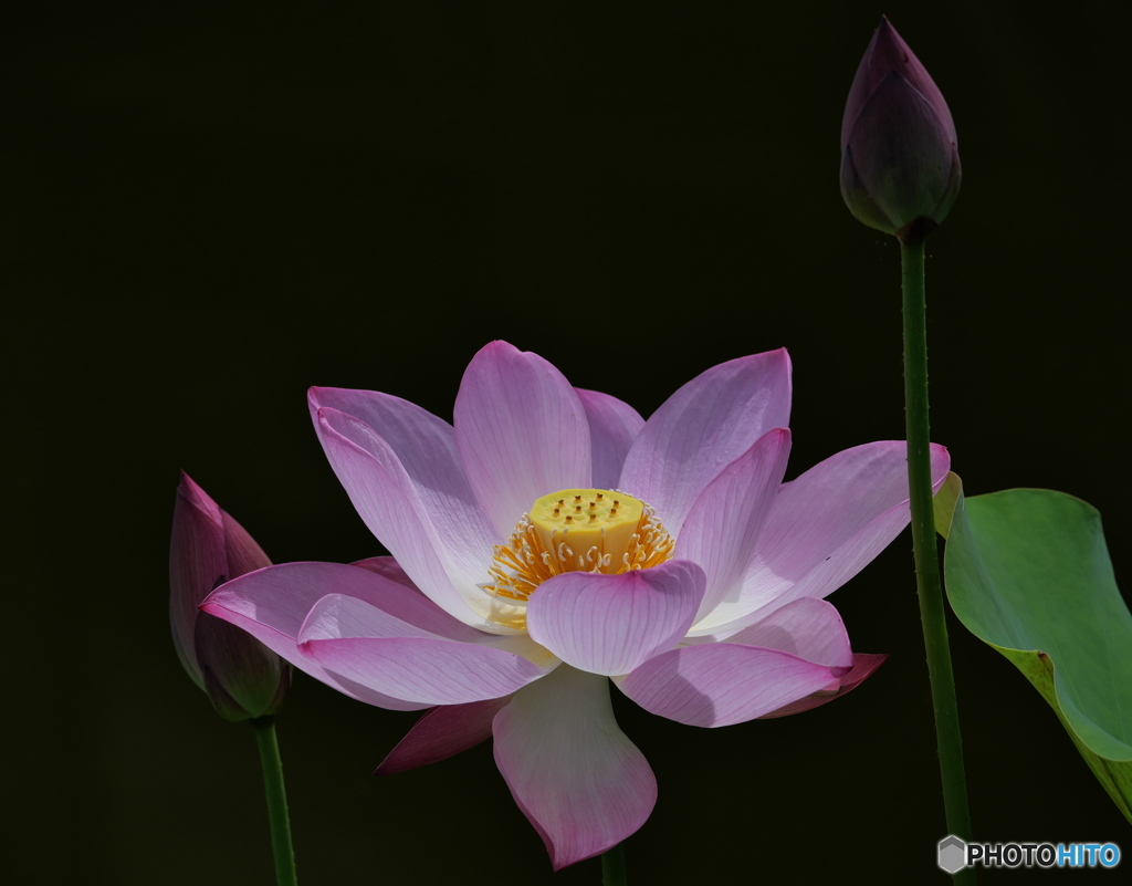 季節のお華（蓮①）