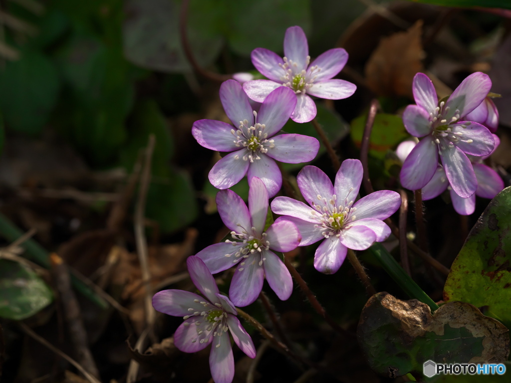 Spring ephemeral ②