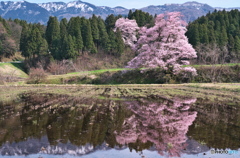 向野のエドヒガン ②