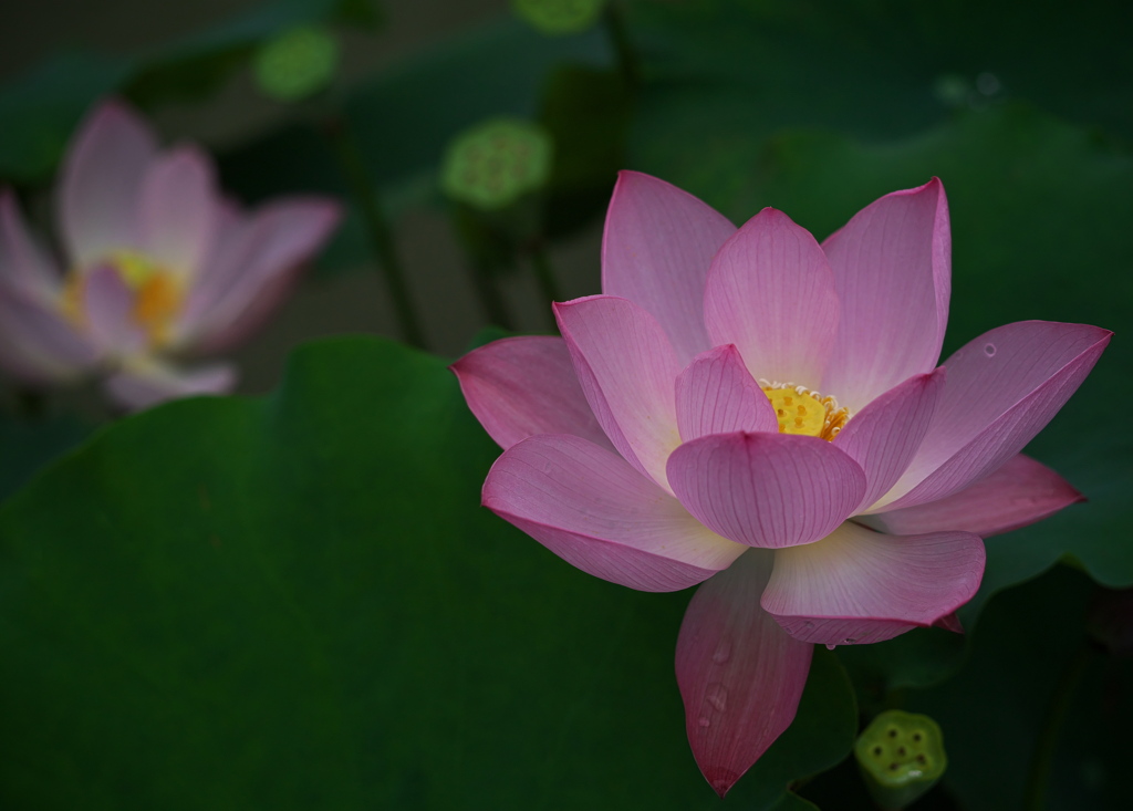 端正な花