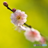 春光