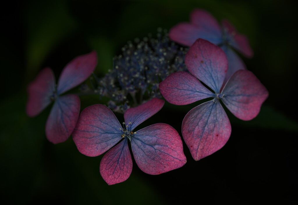 木陰の紅