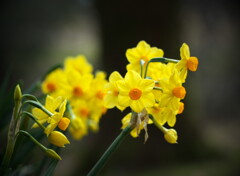 春を呼ぶ黄色