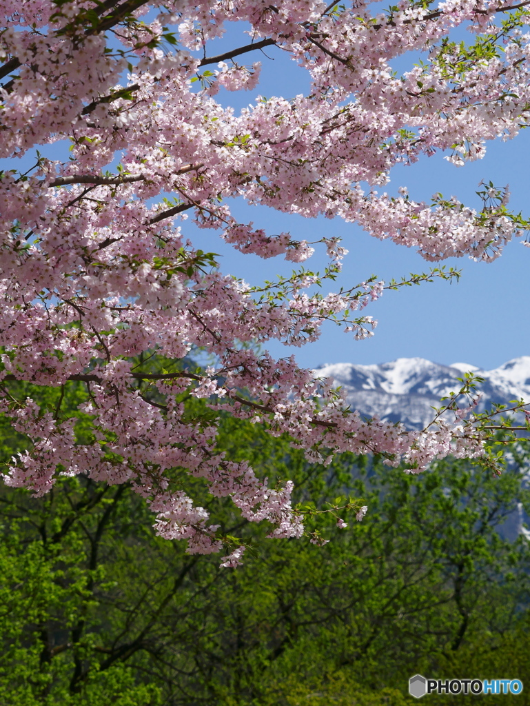 高原の桜