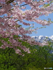 高原の桜