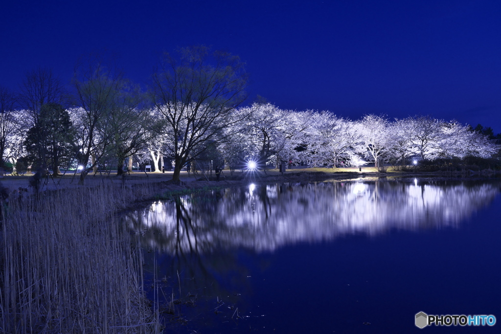 夜桜ライトアップ ②