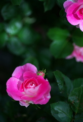 Fresh Rose ①
