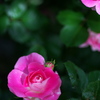 Fresh Rose ①