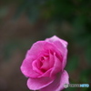 続 秋の薔薇