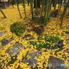 晩秋の彩 ①