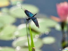 キラキラ蝶蜻蛉
