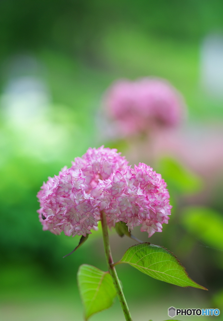 華やかな湿度 ②