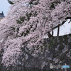 富山城の桜