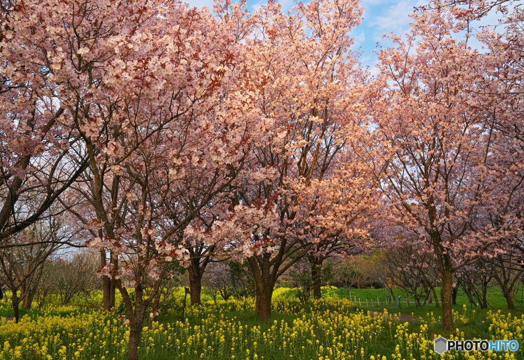 桜 残照