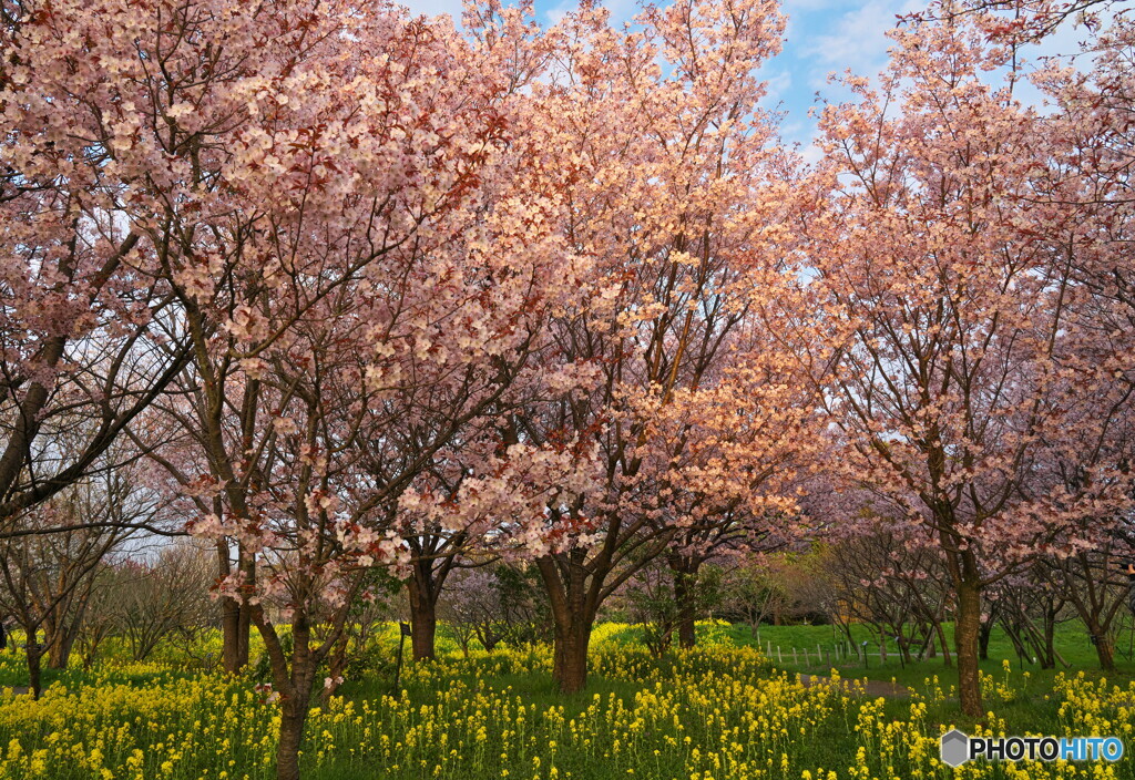 桜 残照