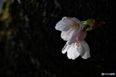 Cherry Blossom(染井吉野）