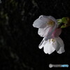 Cherry Blossom(染井吉野）