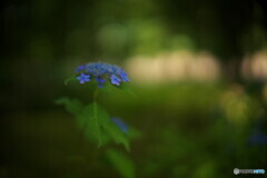 Blurred blue