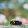 Bumble bee ②