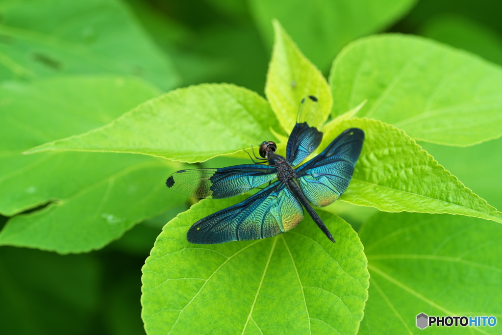 標本的 蝶蜻蛉