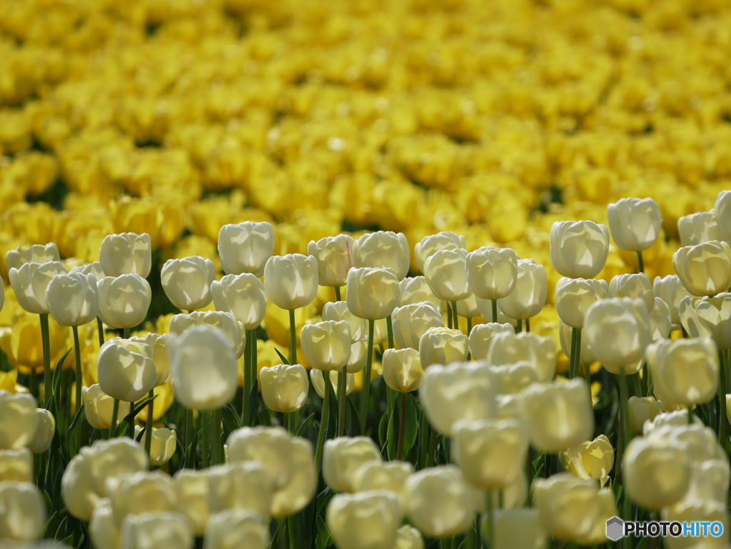 チューリップ畑