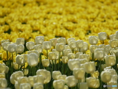 チューリップ畑