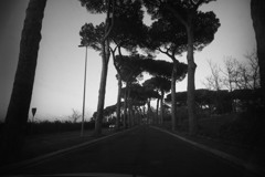 街路樹