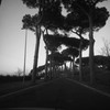 街路樹