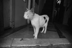 左目が無い猫